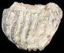 Partial Southern Mammoth Molar - Hungary #45561-1